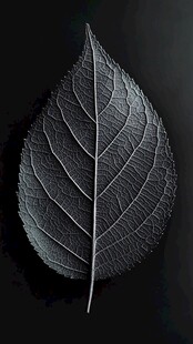 银叶特写 叶脉纹理之美