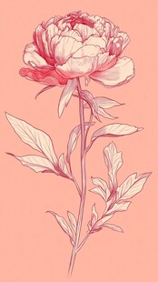 手绘粉色芍药花插画