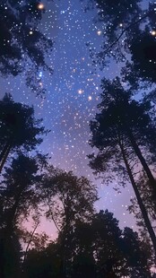 森林夜空繁星璀璨景象