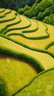 金色梯田美景