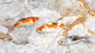 三条锦鲤游弋于石间