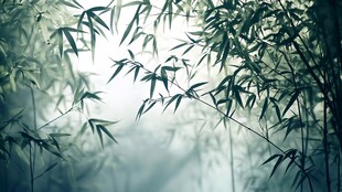 晨雾中的清幽竹林