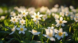 阳光下绽放的白色小花