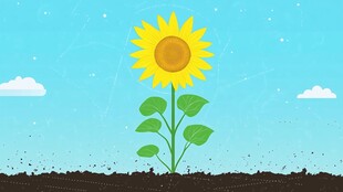 阳光下的向日葵幼苗