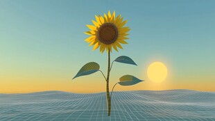 夕阳下的向日葵