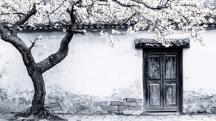 古墙老树旁的斑驳木门