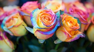 五彩斑斓玫瑰绽放之美