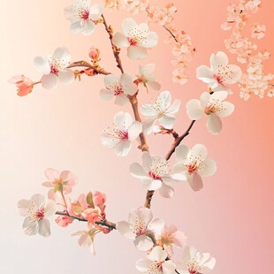 粉嫩樱花绽放唯美画面