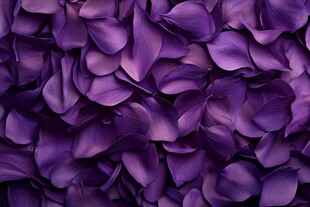 紫色玫瑰花瓣浪漫背景图