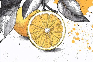 手绘橙子与枝叶插画