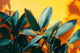 绿叶映于暖黄背景之下