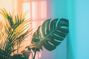 窗边绿植 光影下的自然生机