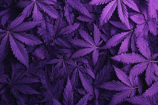 紫色大麻叶纹理背景图