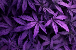 紫色大麻叶特写