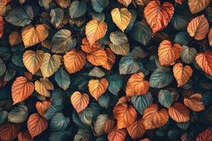 秋日斑斓树叶特写