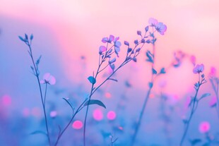 梦幻粉紫花海中的烂漫小花