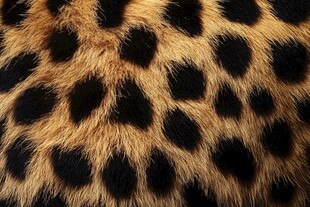 豹纹毛皮纹理特写