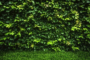翠绿繁茂的植物墙景观