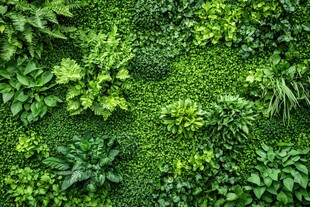 绿意盎然的垂直植物墙