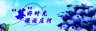蓝莓 蓝莓节