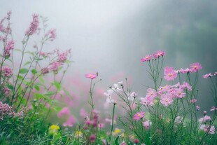 雾中烂漫绽放的粉色小花
