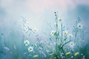 梦幻雏菊绽放于朦胧草地