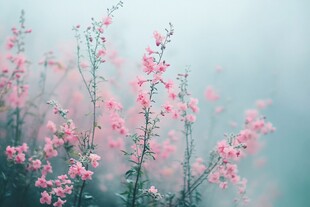 雾中绽放的粉嫩花枝