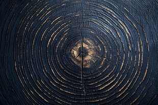 年轮纹理 深色木材的岁月印记