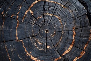 烧焦树桩的年轮纹理