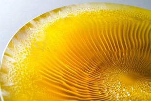 金黄蘑菇菌褶特写