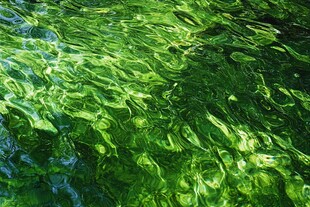 翠绿波光粼粼的水面