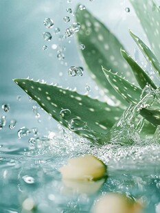 芦荟遇水溅起晶莹水珠