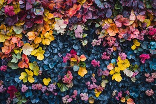 五彩斑斓的花卉植物墙