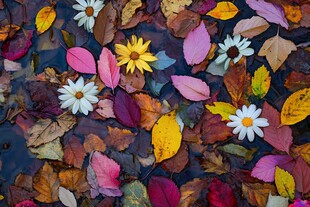 水面上缤纷的花叶世界