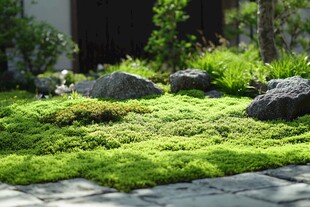 日式苔藓庭院景观