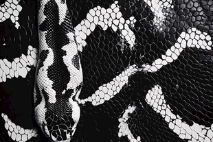 黑白花纹蟒蛇特写