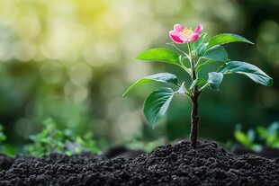 破土而出的娇艳小花