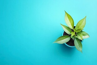 蓝底盆栽绿植清新画面