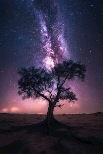 星空下的孤树梦幻景象