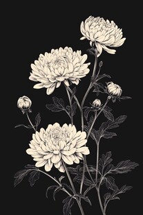 白菊墨影 雅致花卉插画
