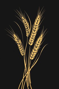 金色麦穗插画