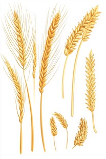 手绘金色麦穗素材