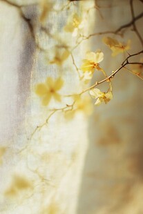 窗前黄花映光景