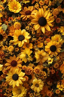 灿烂向日葵花团锦簇