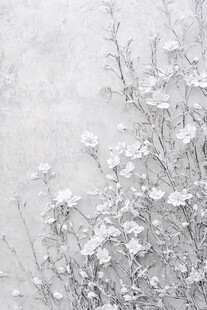 灰白花卉墙边绽放