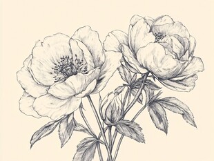 手绘双朵盛开牡丹花