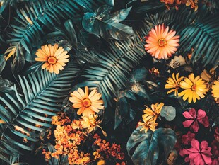 缤纷花卉与绿叶的自然盛宴