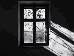 窗影中的树枝剪影
