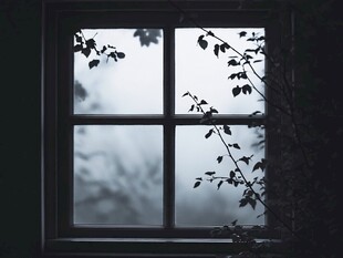 窗前枝叶与朦胧天色
