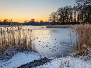 冬日湖畔雪景与芦苇